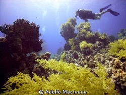 Jackfish alley's marvellous coral garden
Ras Mohamed Nat... by Adolfo Maciocco 